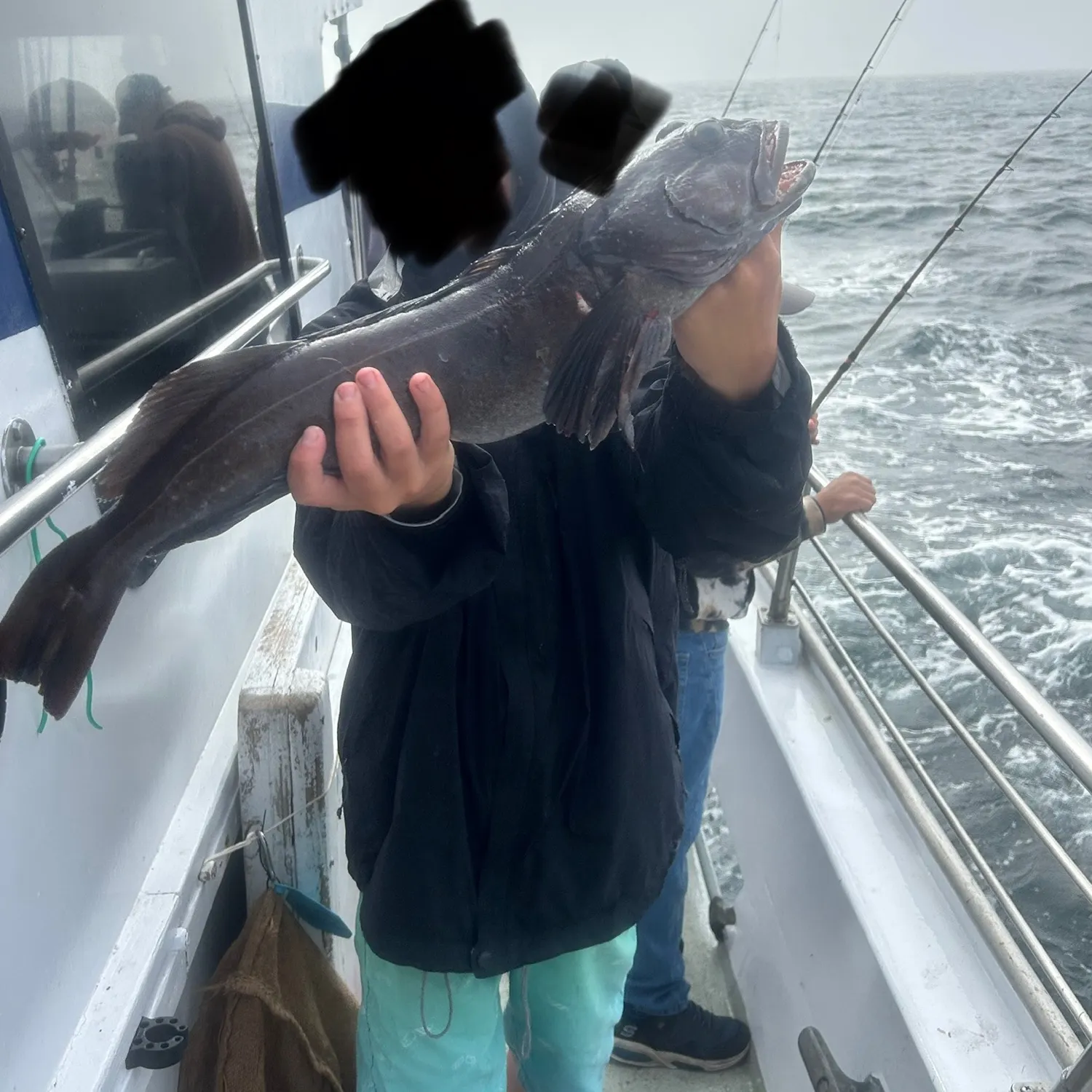 The most recent Lingcod catches on Fishbrain