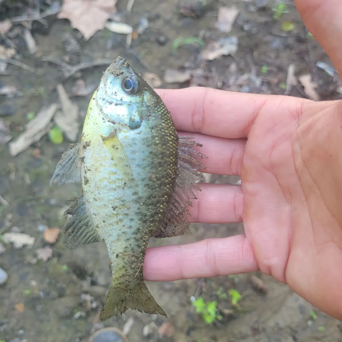 Bluegill caught on Fishbrain