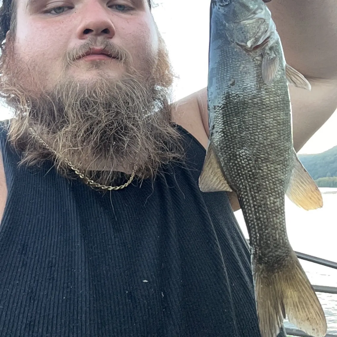 Smallmouth bass caught on Fishbrain