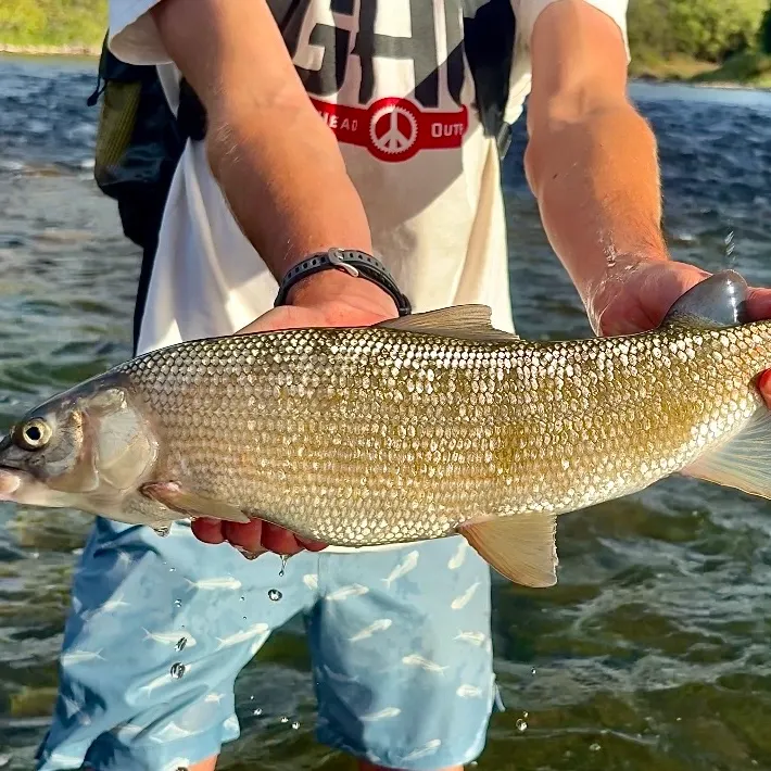 Mountain whitefish caught on Fishbrain