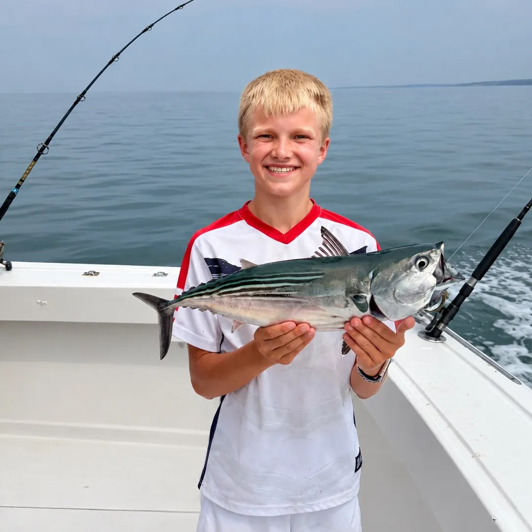 The most recent Black skipjack tuna catches on Fishbrain