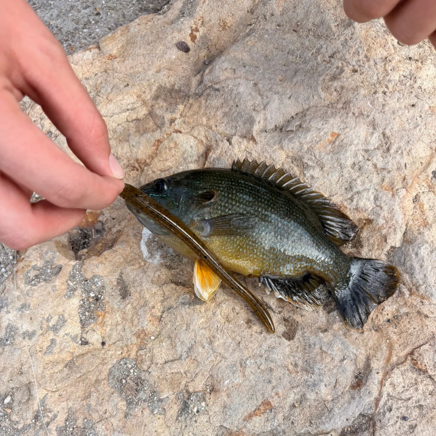Green sunfish caught on Fishbrain