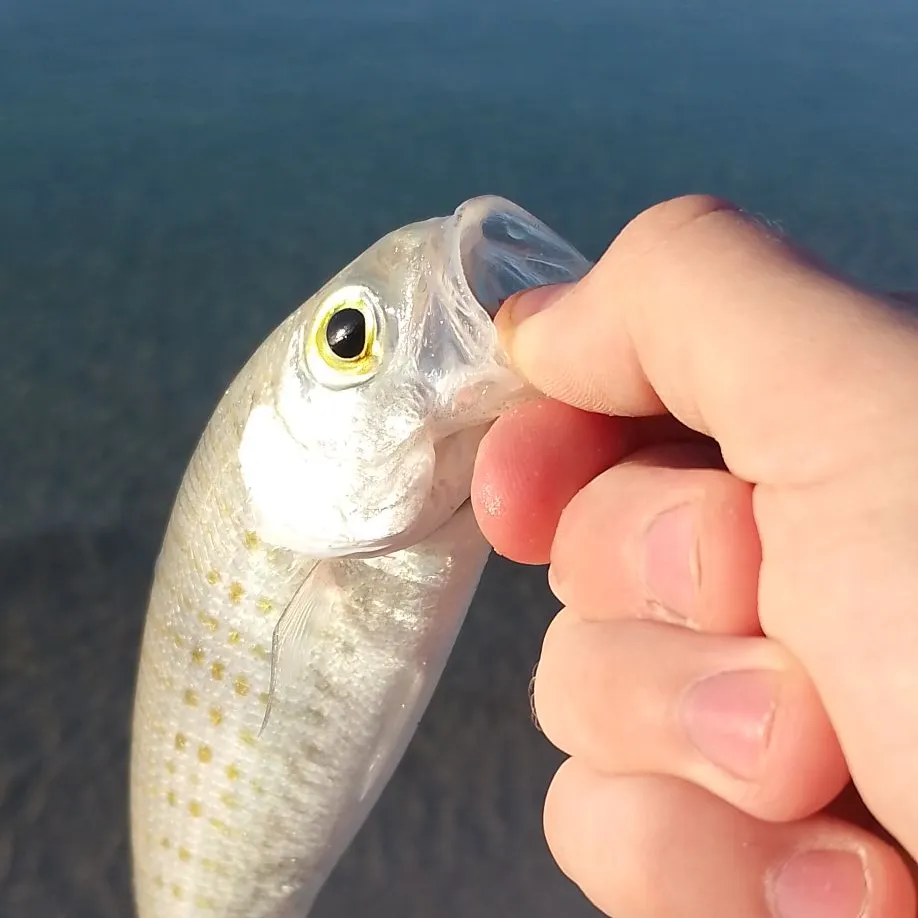 The most recent Australian ruff catches on Fishbrain