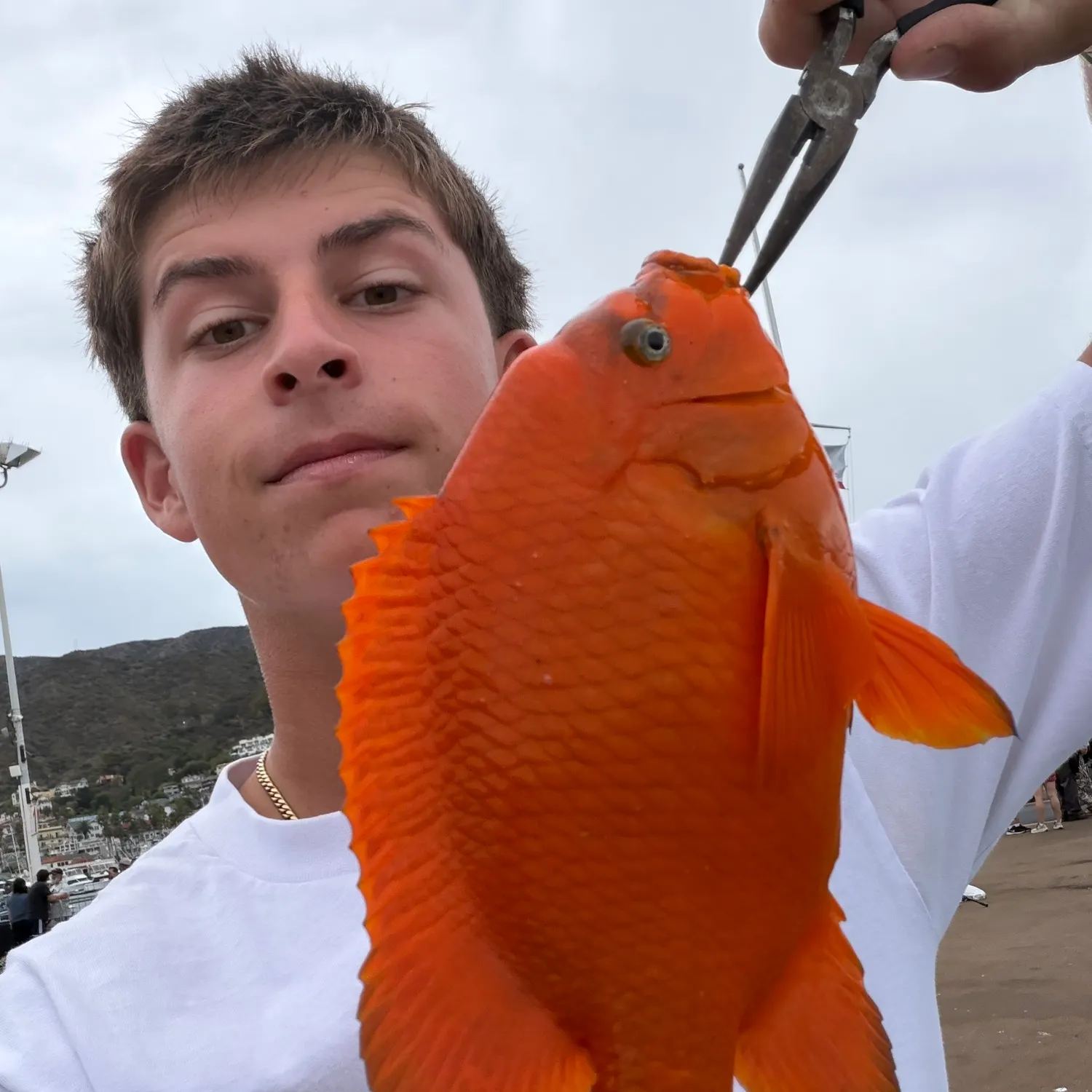 The most recent Garibaldi damselfish catches on Fishbrain