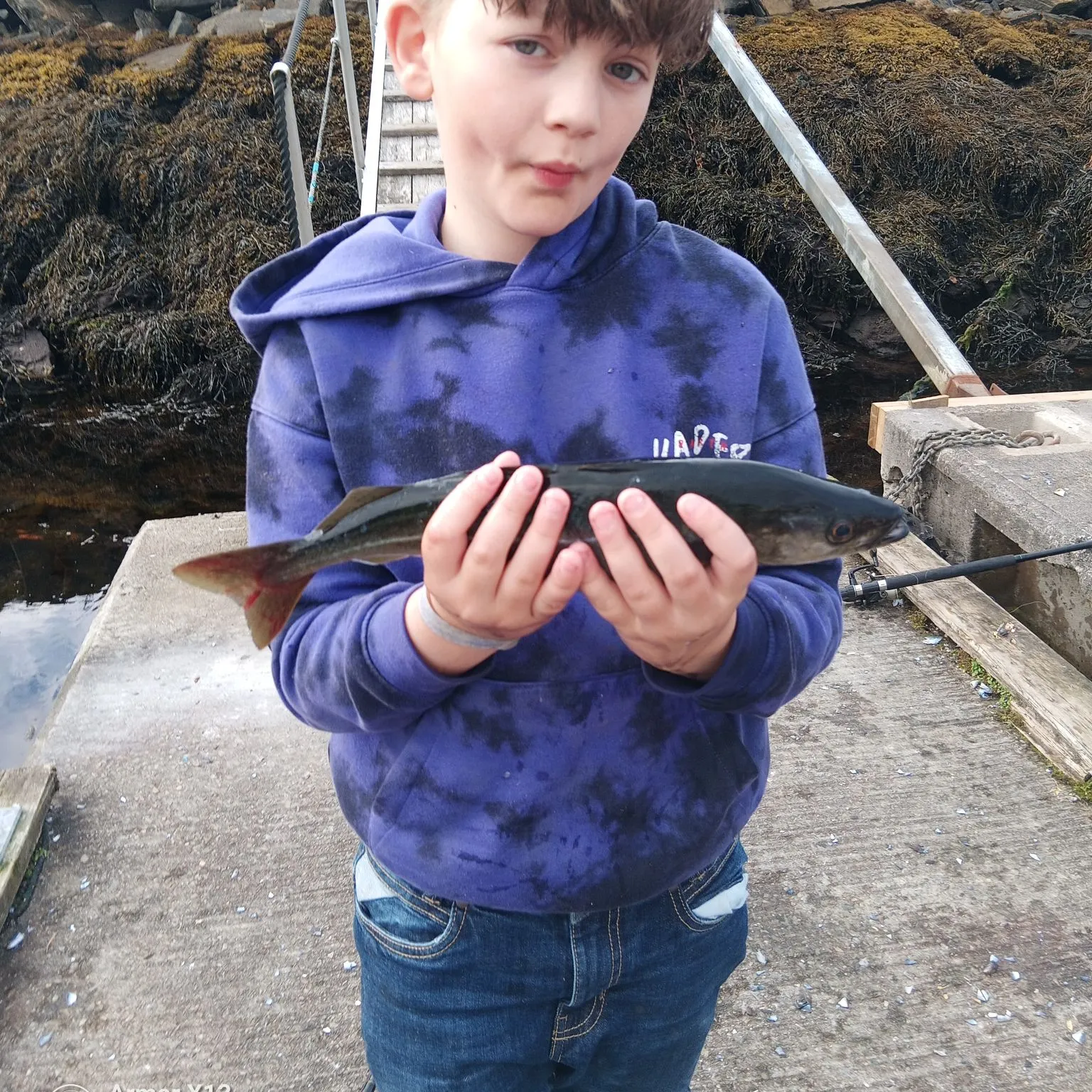 Pollack caught on Fishbrain
