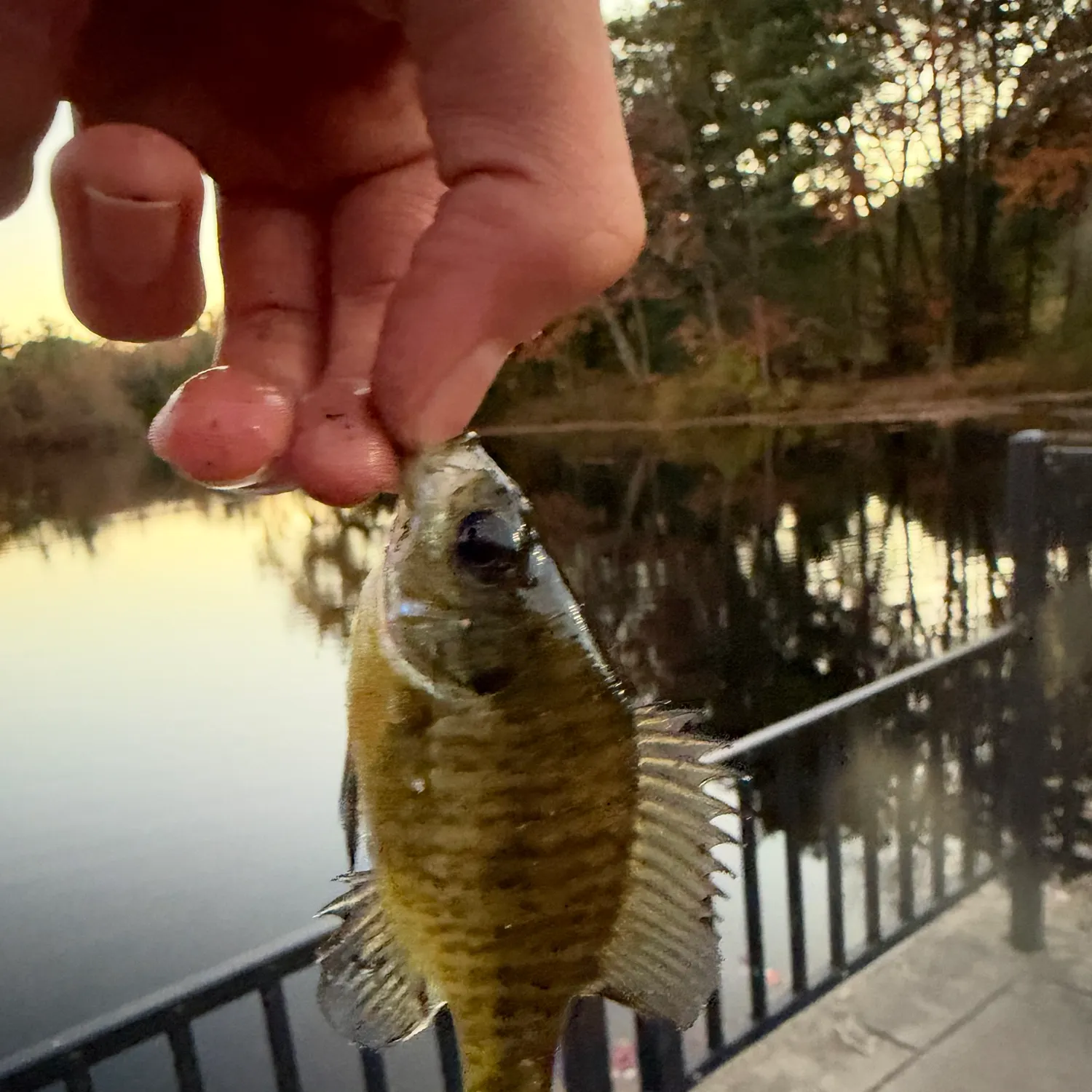 Bluegill caught on Fishbrain