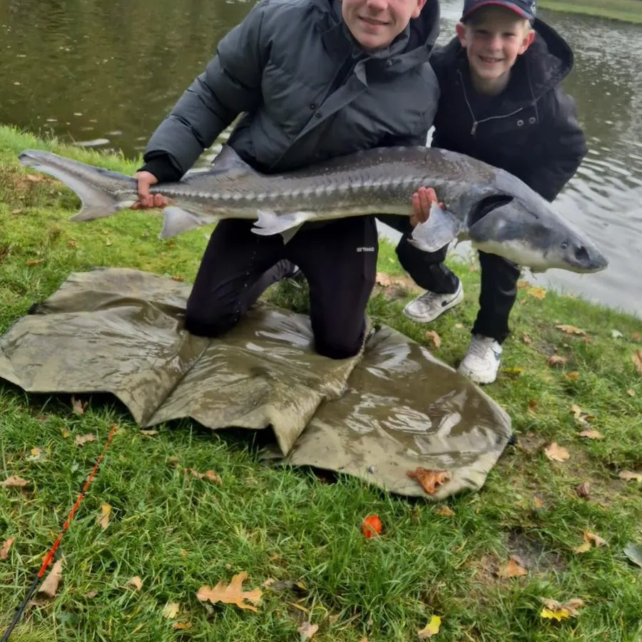White sturgeon caught on Fishbrain