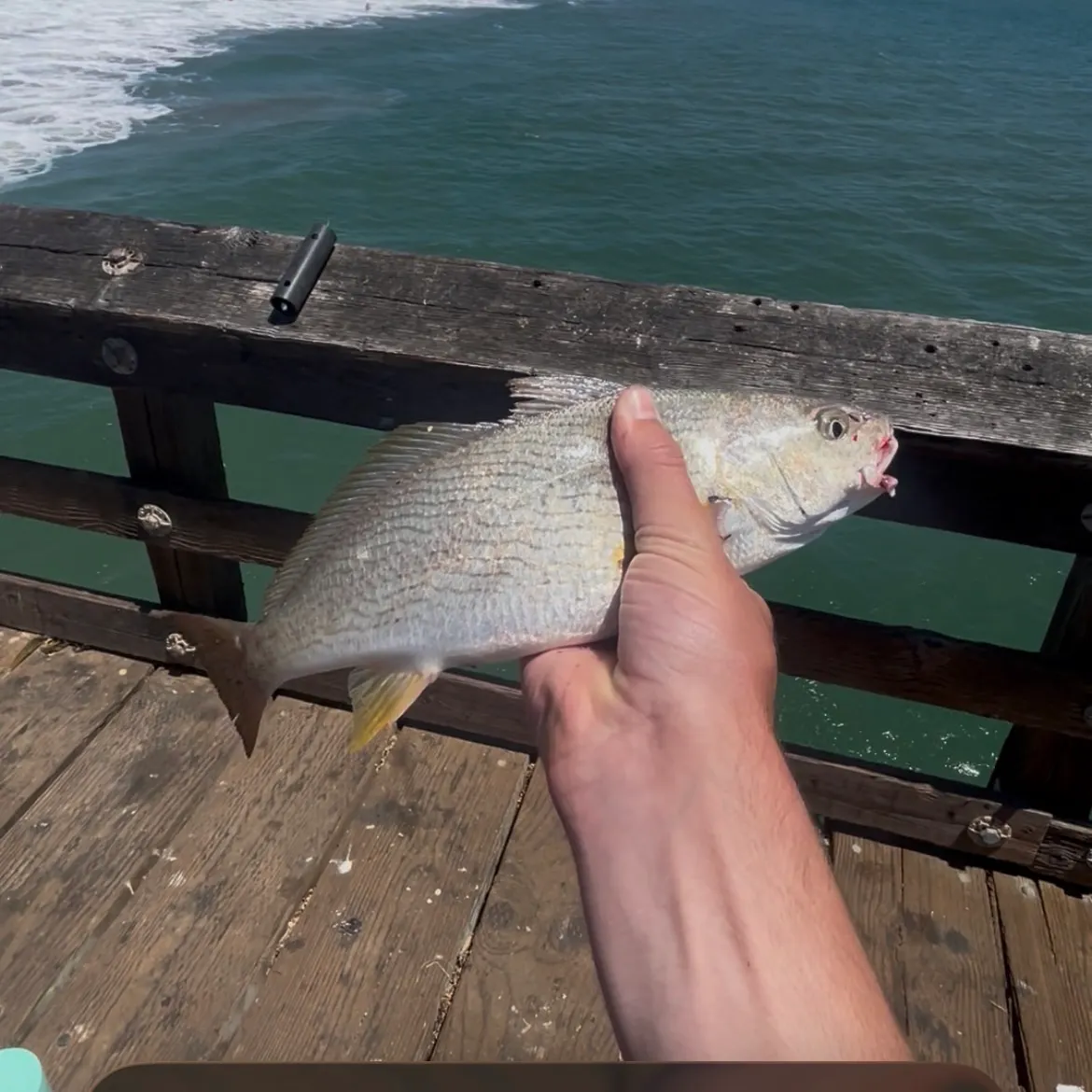 The most recent Yellowfin croaker catches on Fishbrain