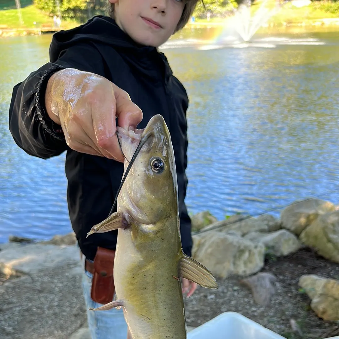 Channel catfish caught on Fishbrain