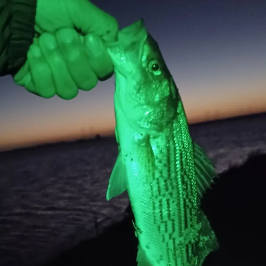 Wiper caught on Fishbrain