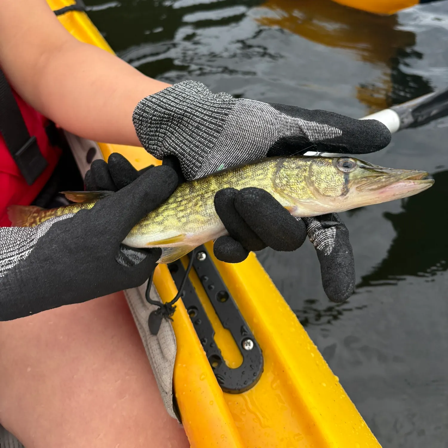 Chain pickerel caught on Fishbrain