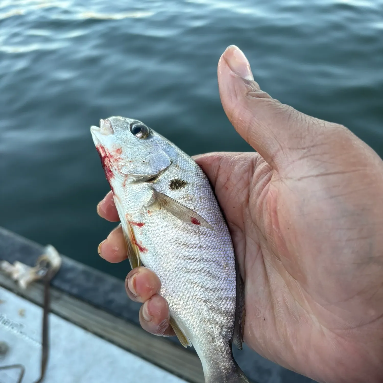 Spot croaker caught on Fishbrain