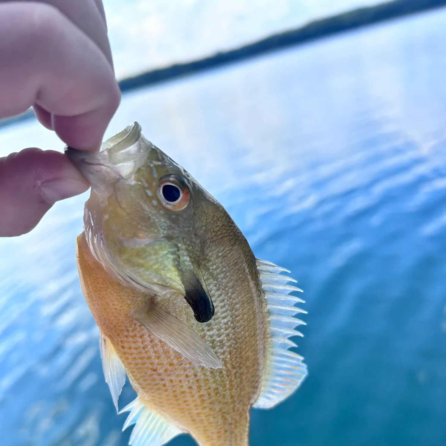 Redbreast sunfish caught on Fishbrain