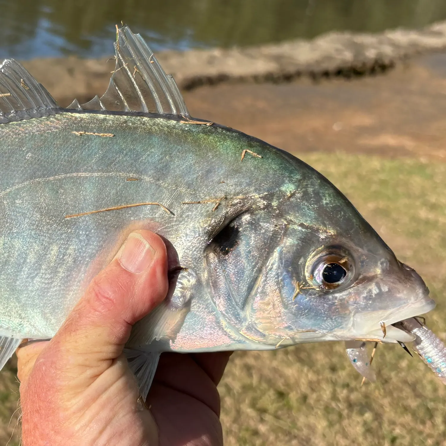 The most recent Silver trevally catches on Fishbrain