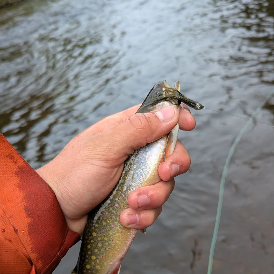 The most recent Brook trout catches on Fishbrain