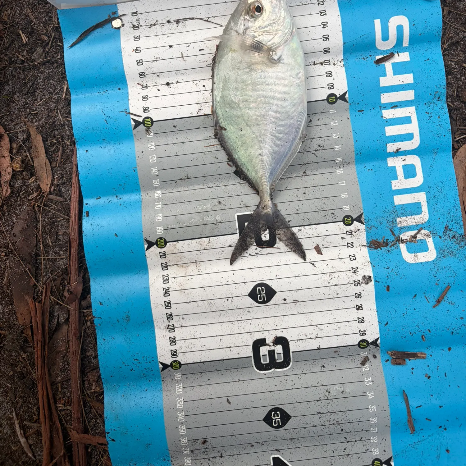 The most recent Silver trevally catches on Fishbrain