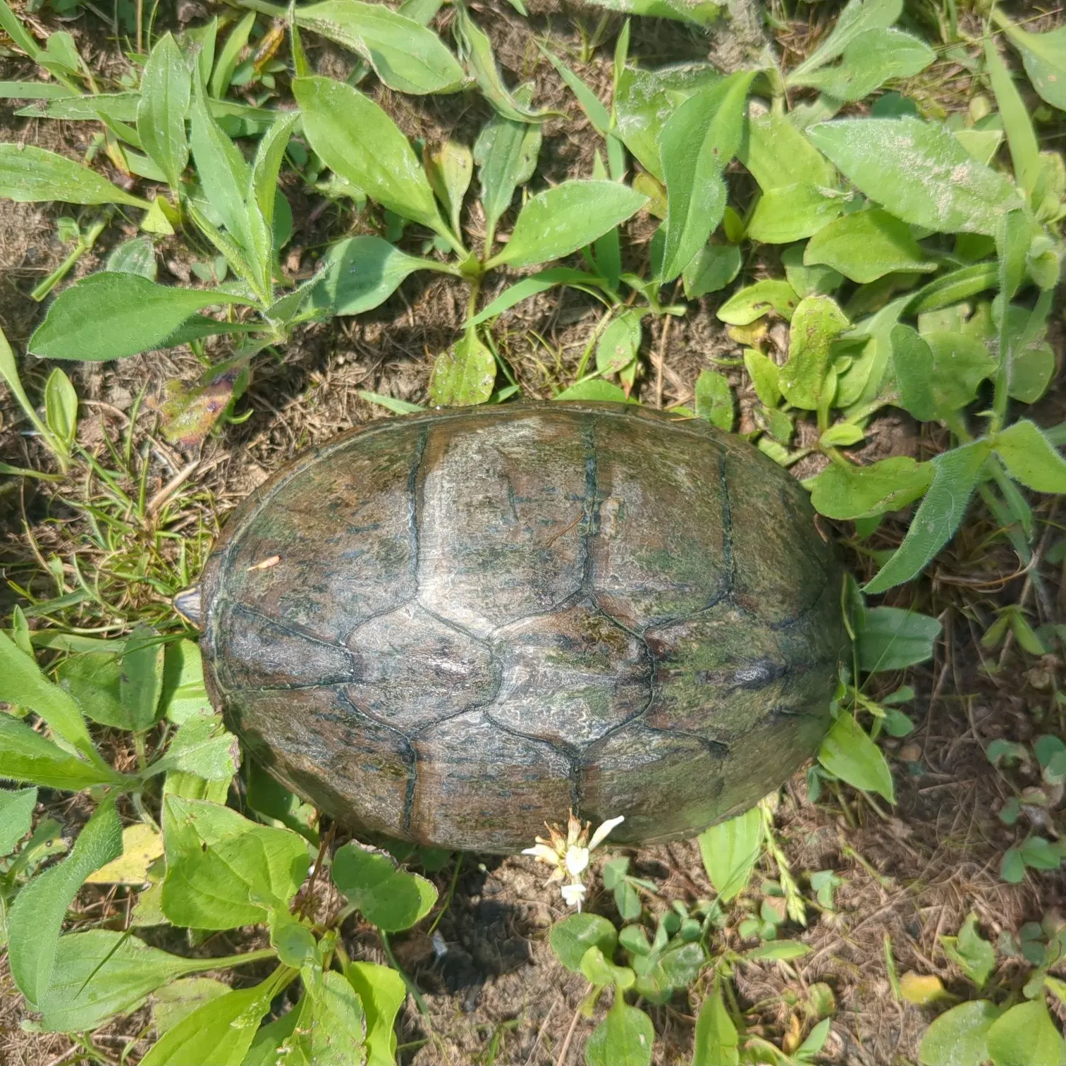 The most recent Northwestern pond turtle catches on Fishbrain
