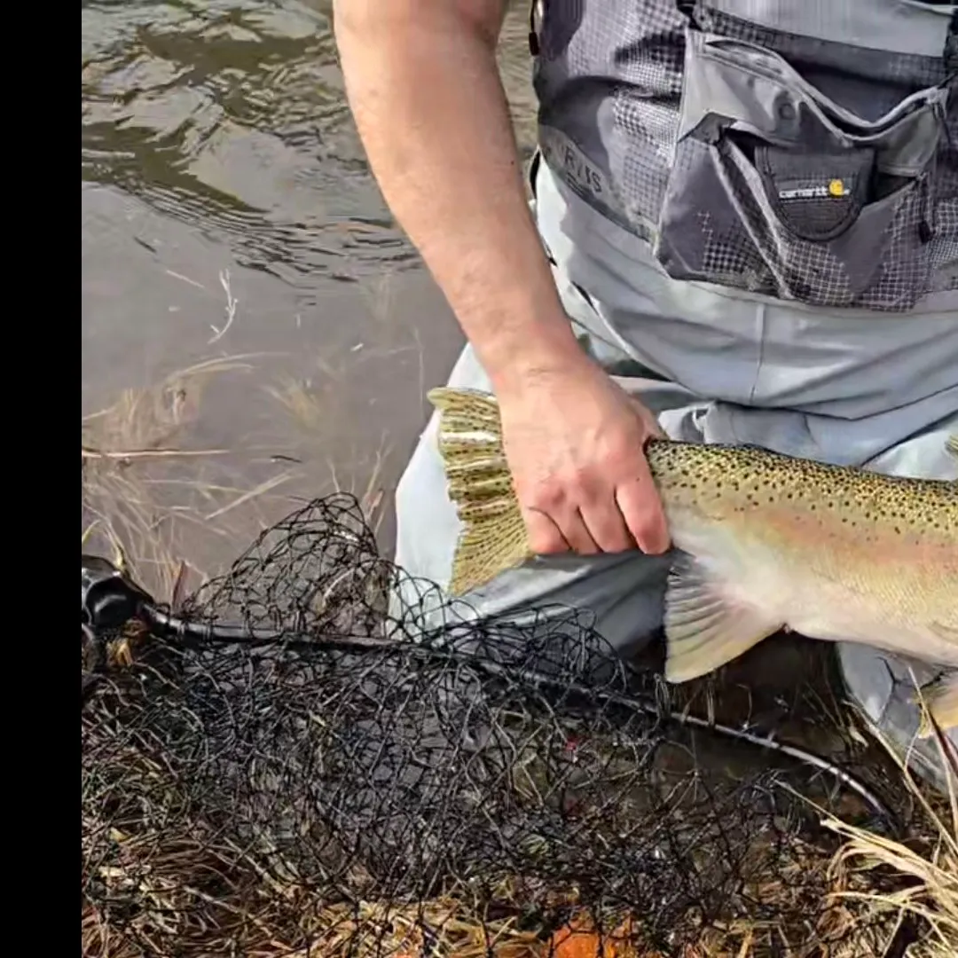 The most recent Steelhead catches on Fishbrain