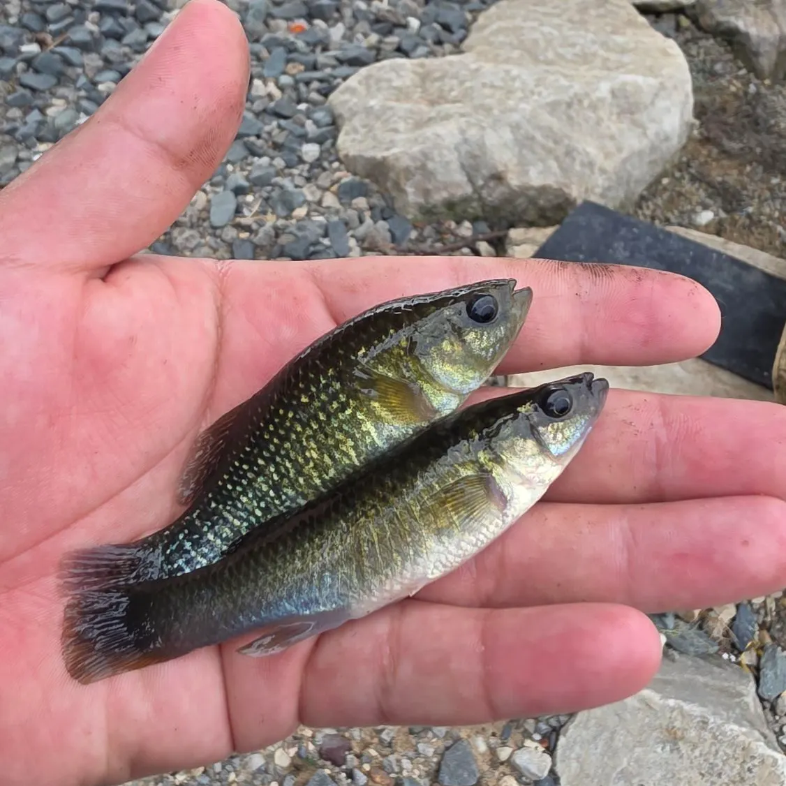 Mummichog caught on Fishbrain