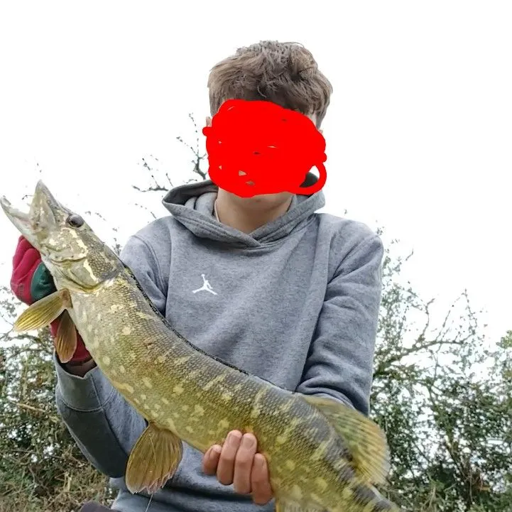 Northern pike caught on Fishbrain