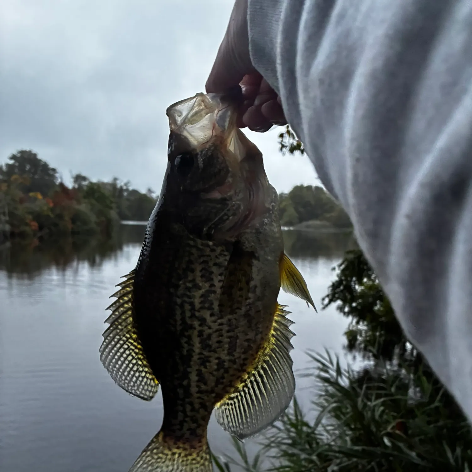 Black crappie caught on Fishbrain