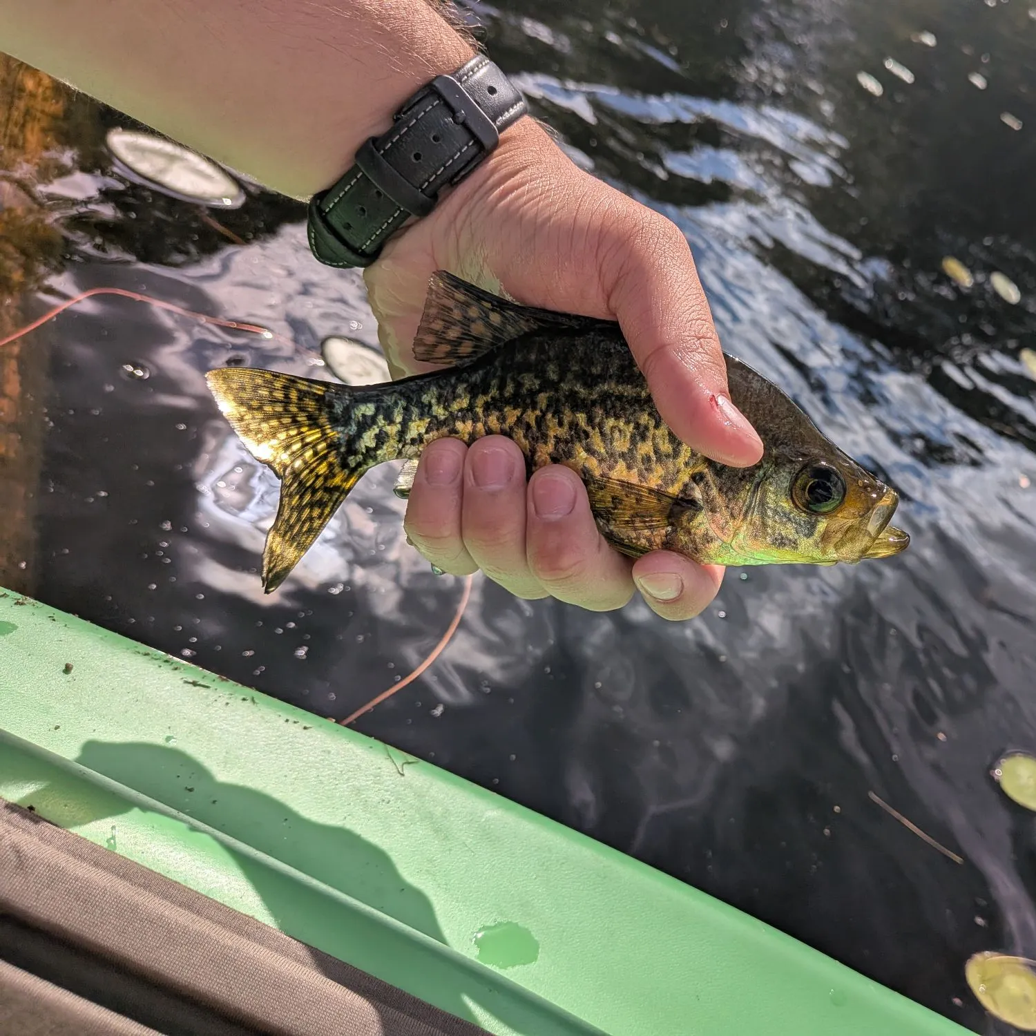 recently logged catches
