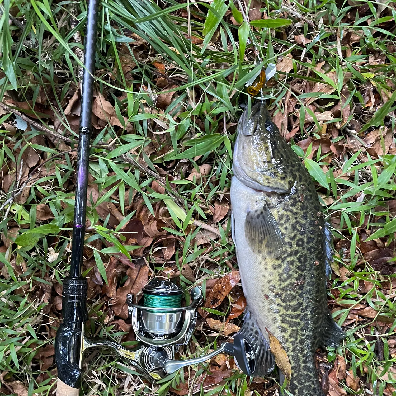 The most recent Mary River cod catches on Fishbrain