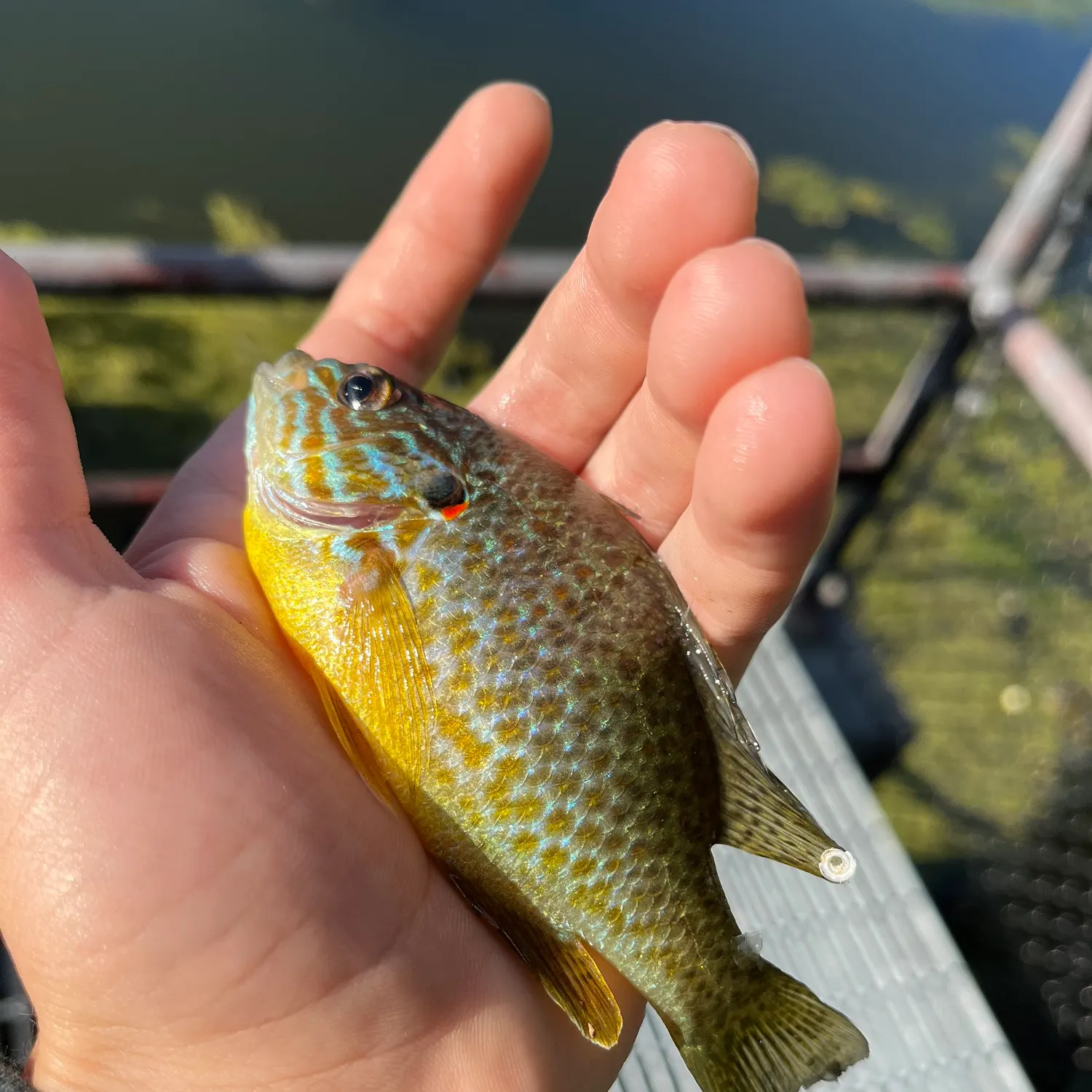 Pumpkinseed caught on Fishbrain