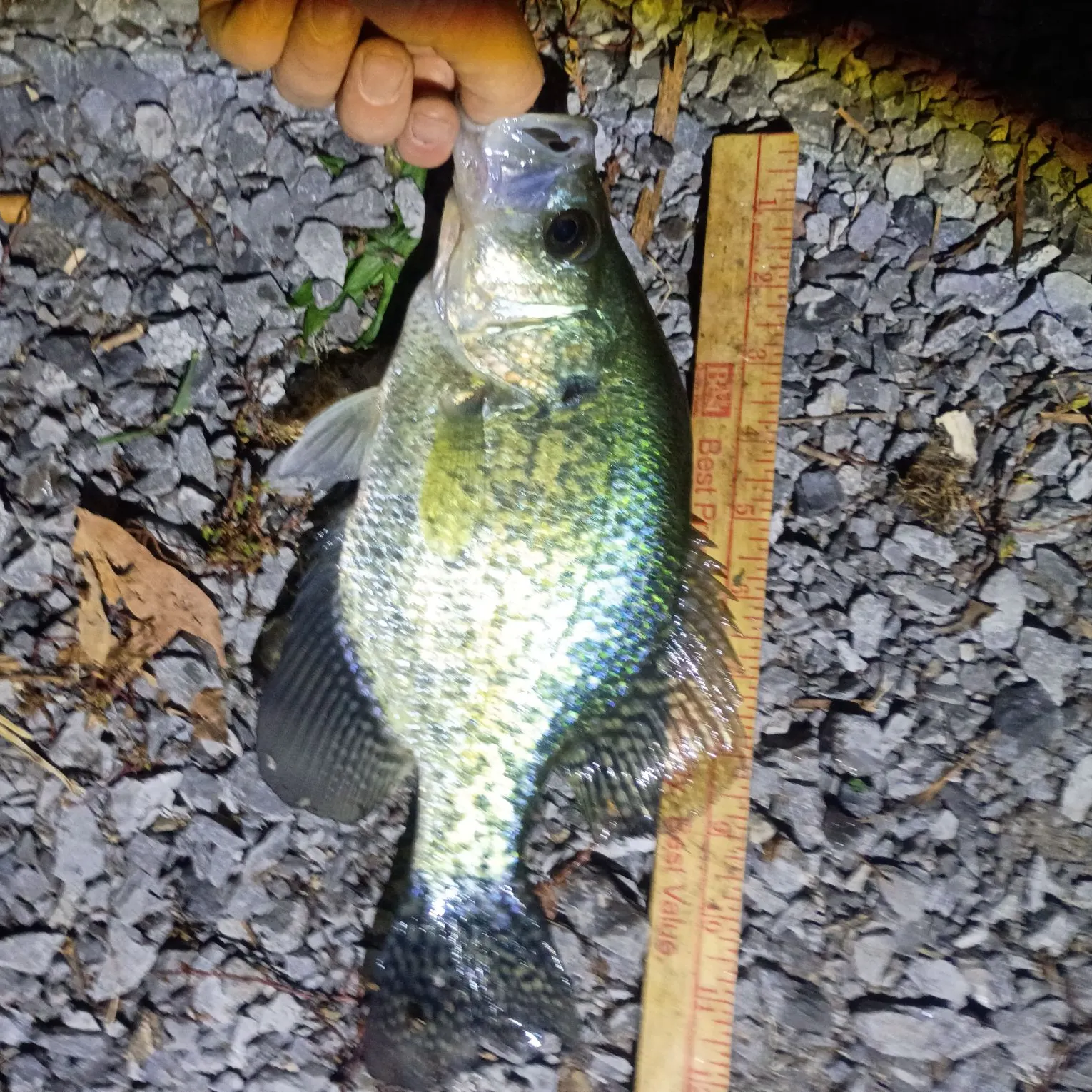Black crappie caught on Fishbrain