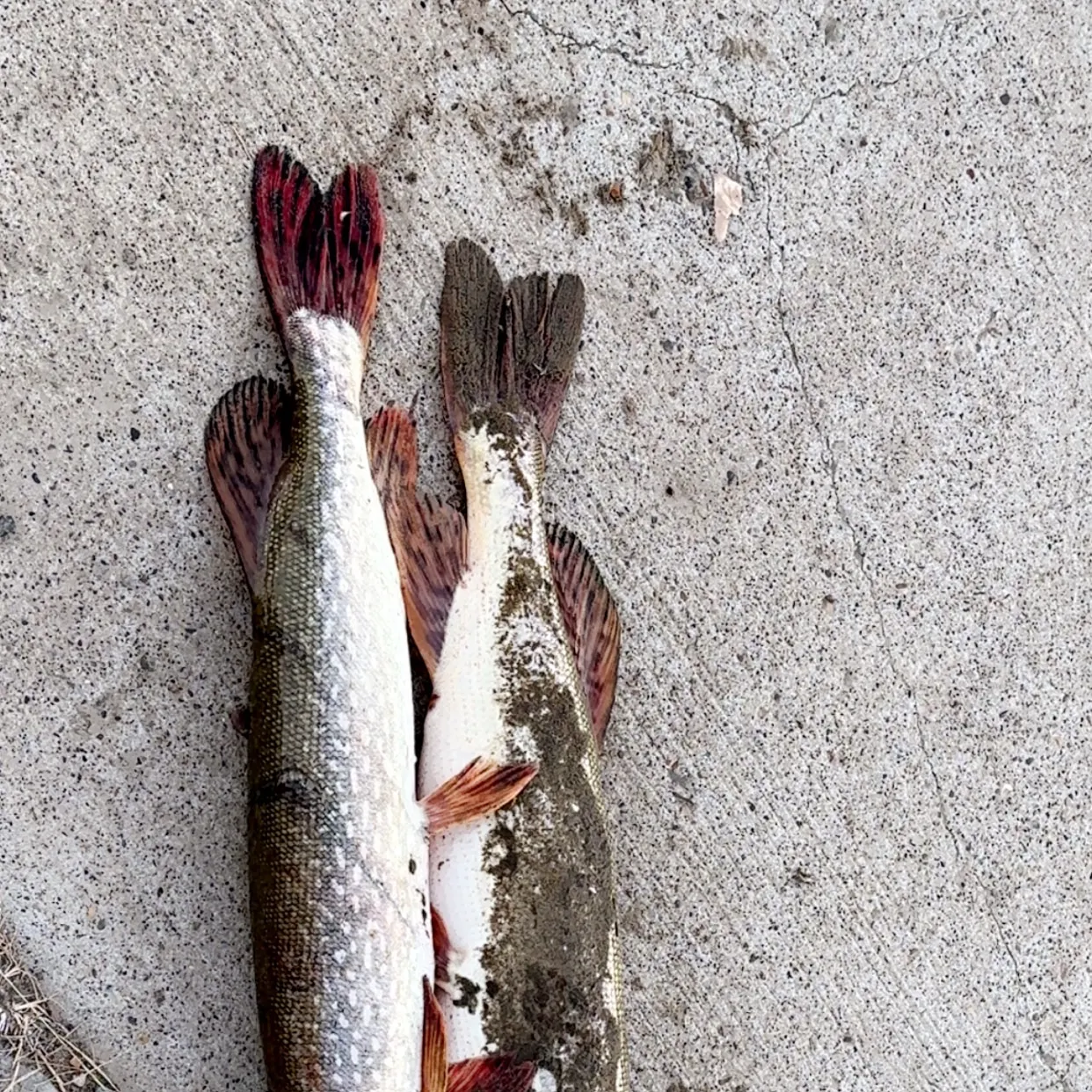 Northern pike caught on Fishbrain