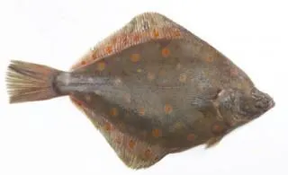 European plaice