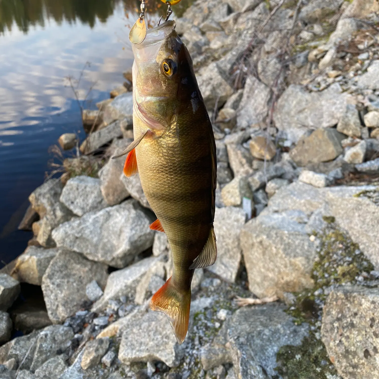 European perch caught on Fishbrain