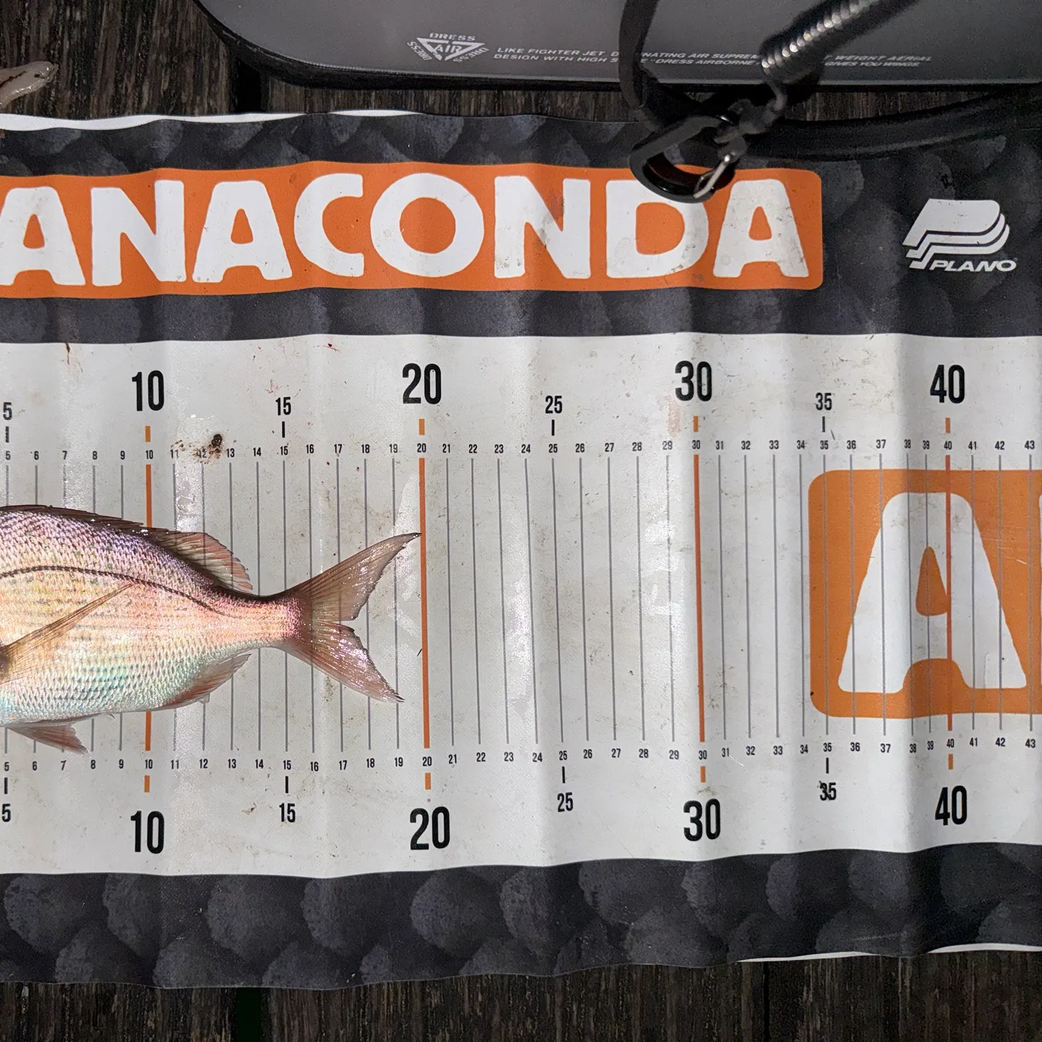 Australasian snapper caught on Fishbrain