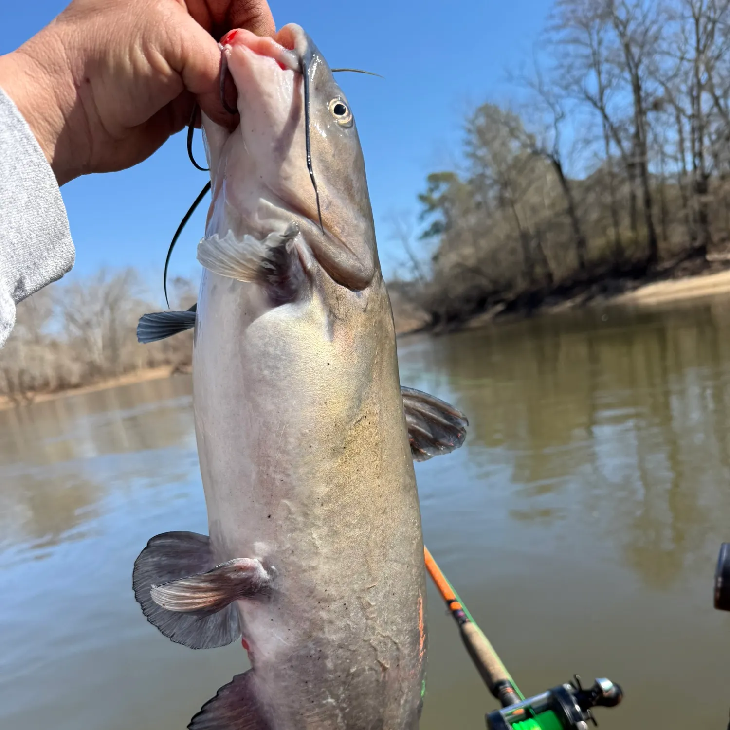 The most recent Channel catfish catches on Fishbrain