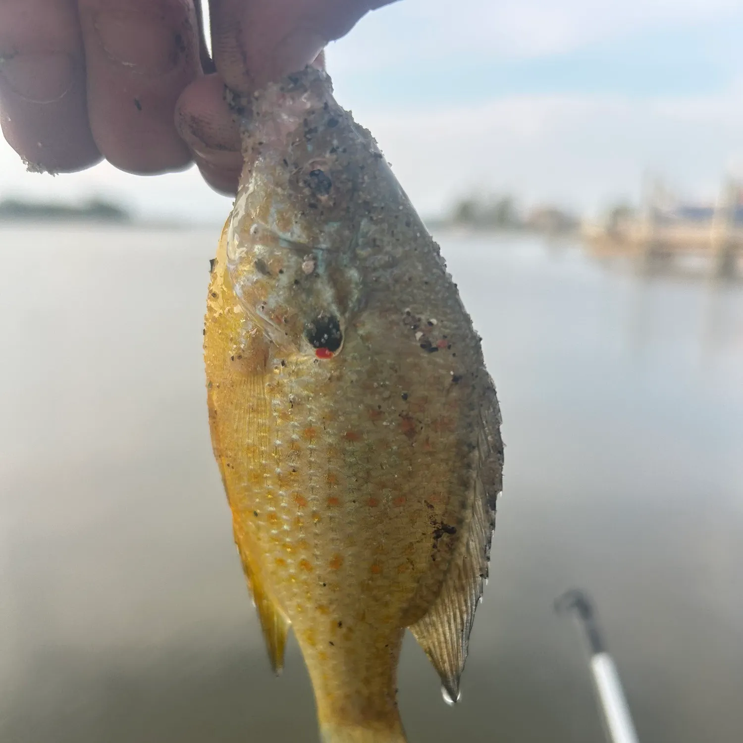 Pumpkinseed caught on Fishbrain