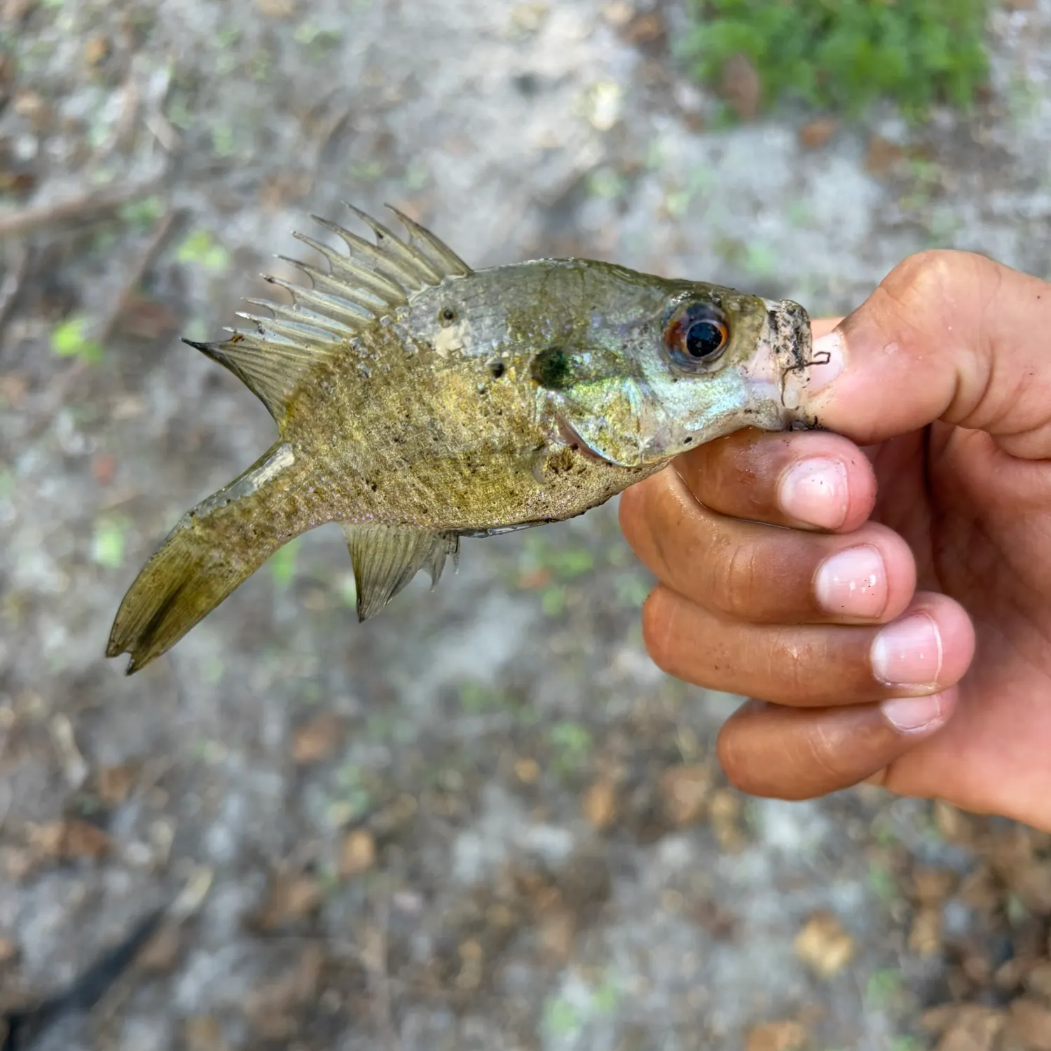 The most recent Wargill hybrid catches on Fishbrain