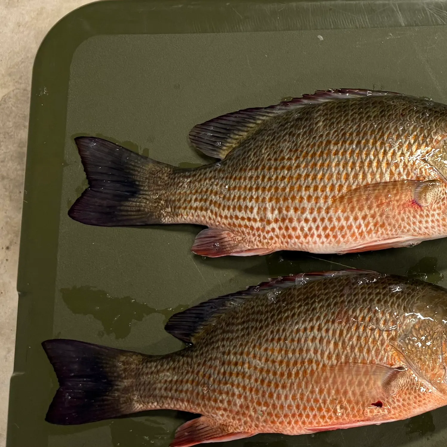 Mangrove snapper caught on Fishbrain