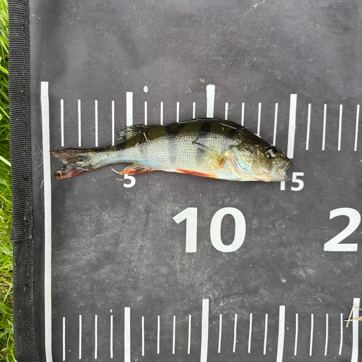 European perch caught on Fishbrain