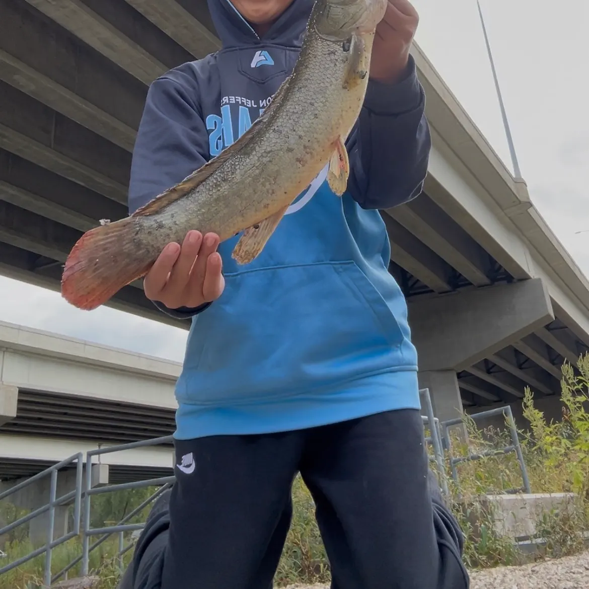 Eyetail bowfin caught on Fishbrain