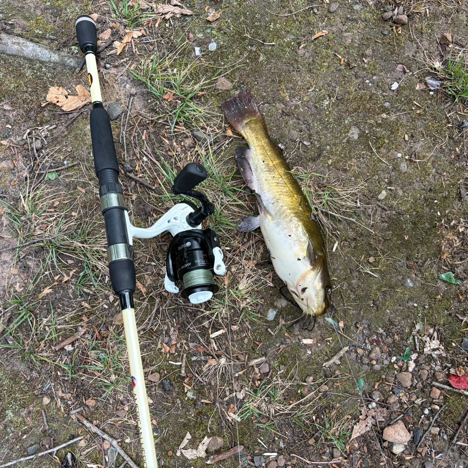 Channel catfish caught on Fishbrain