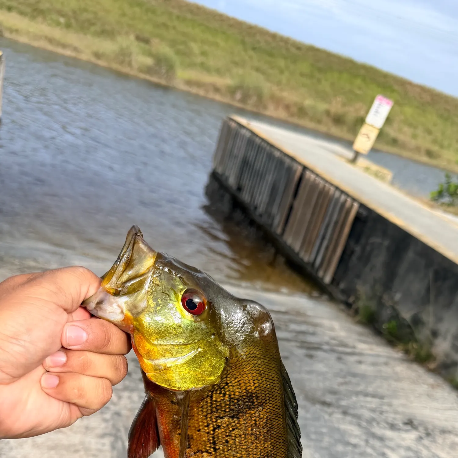 Butterfly peacock bass caught on Fishbrain