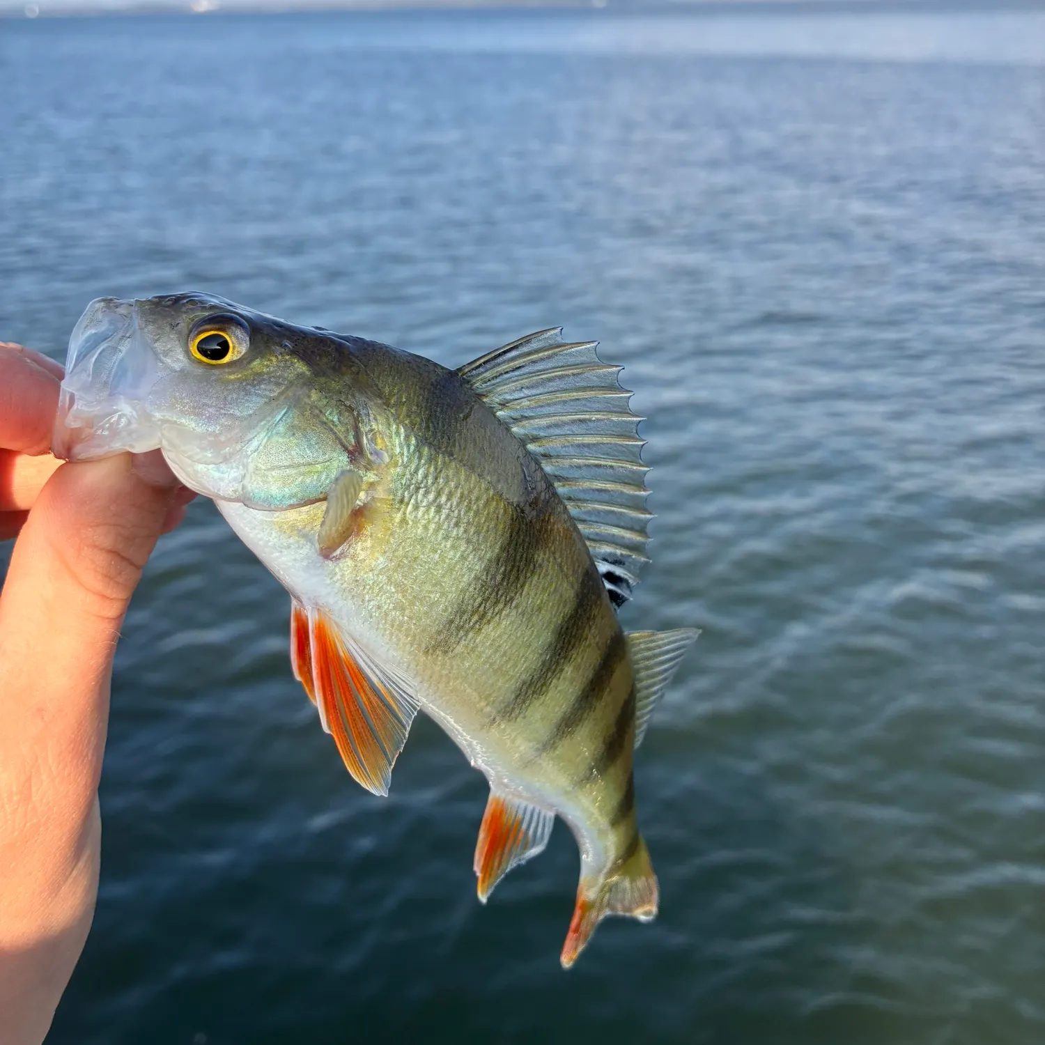 European perch caught on Fishbrain