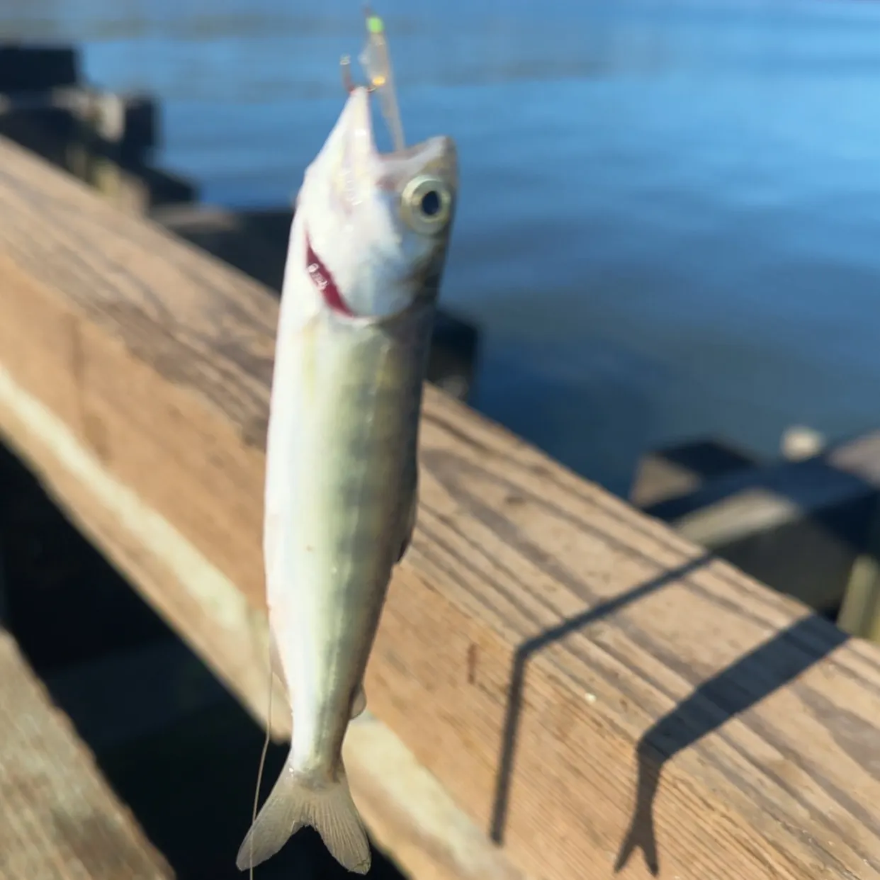 Chinook salmon caught on Fishbrain