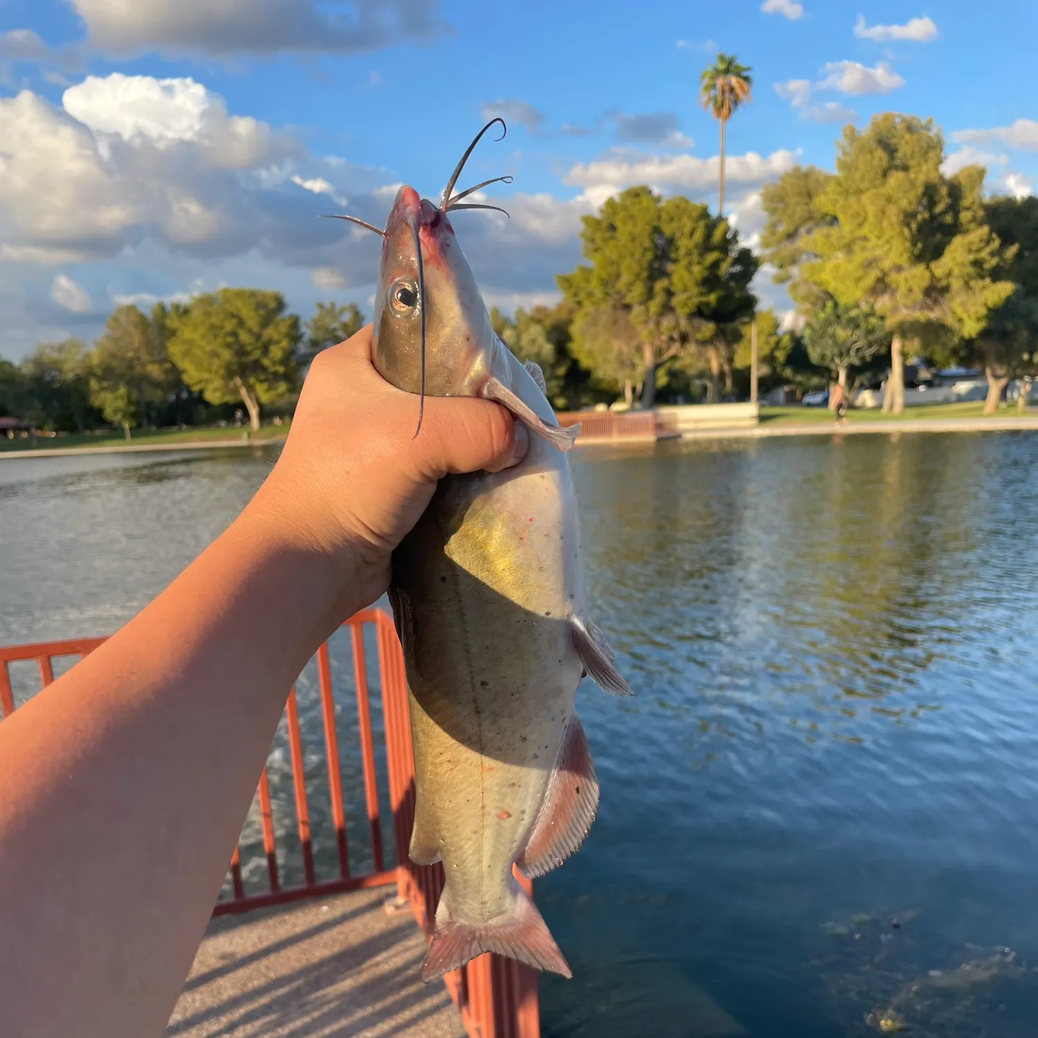 Channel catfish caught on Fishbrain