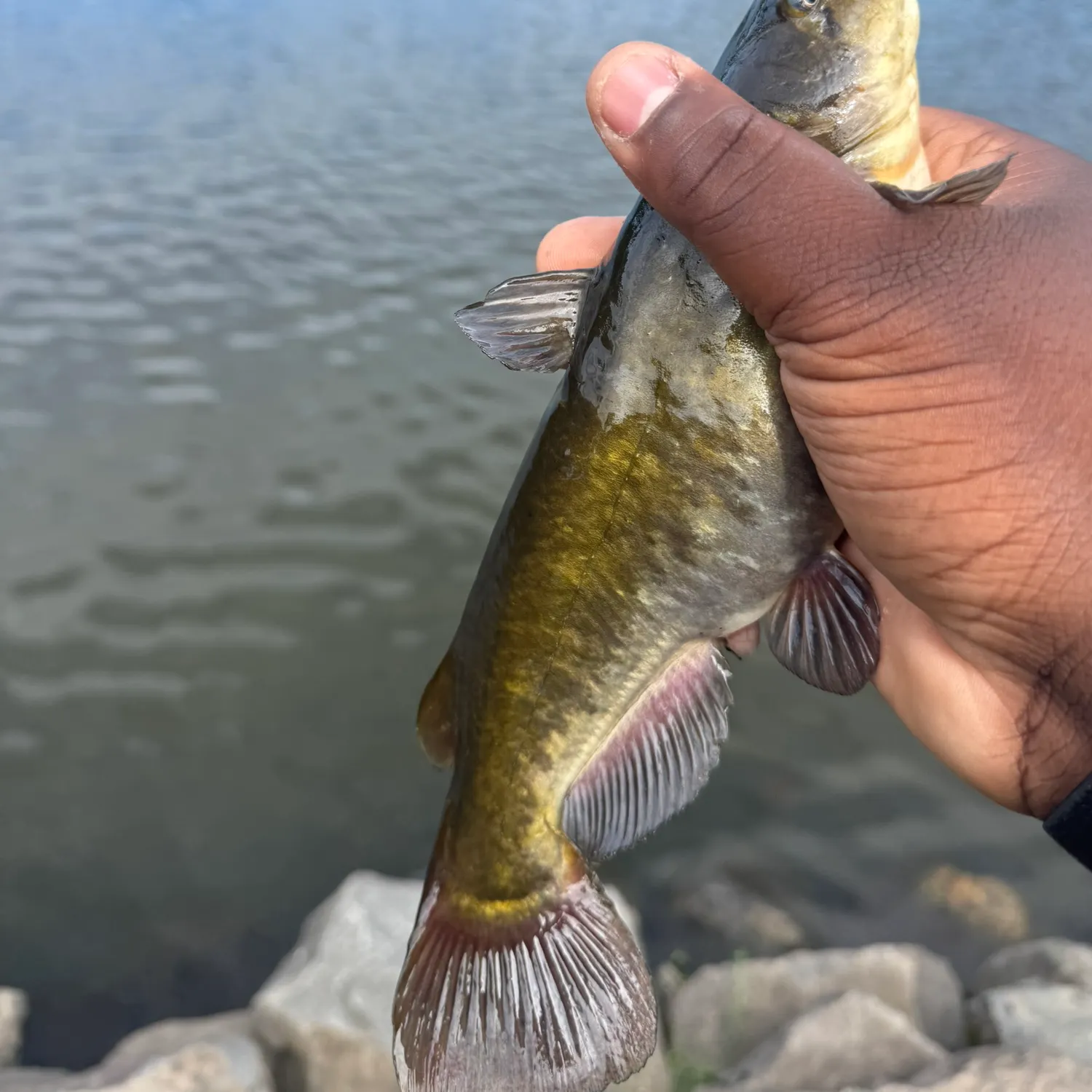 Brown bullhead caught on Fishbrain