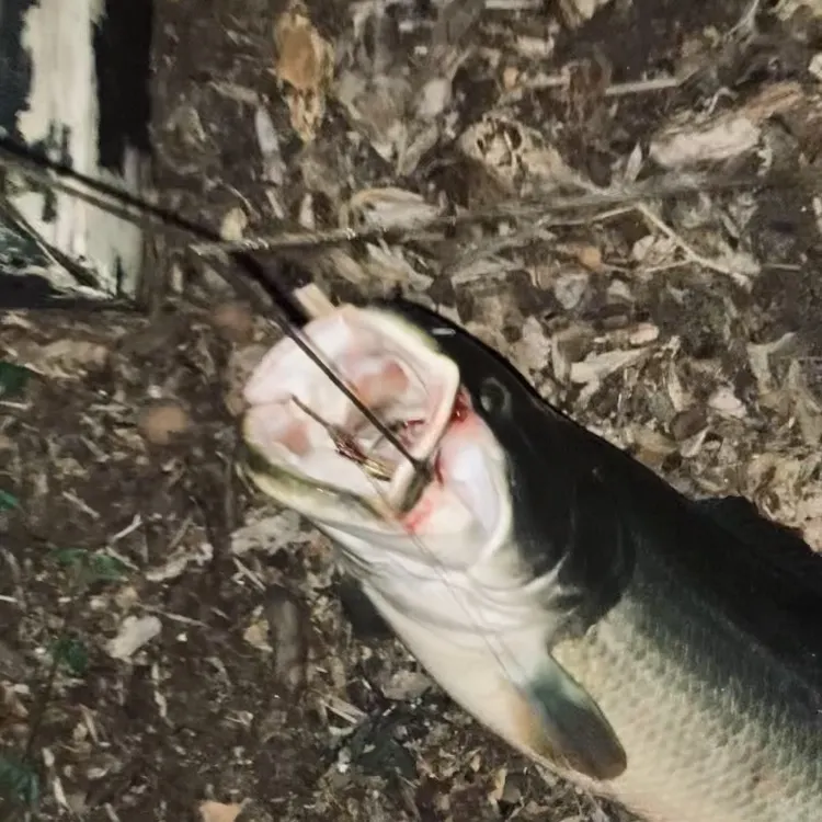 The most recent Ruddy bowfin catches on Fishbrain