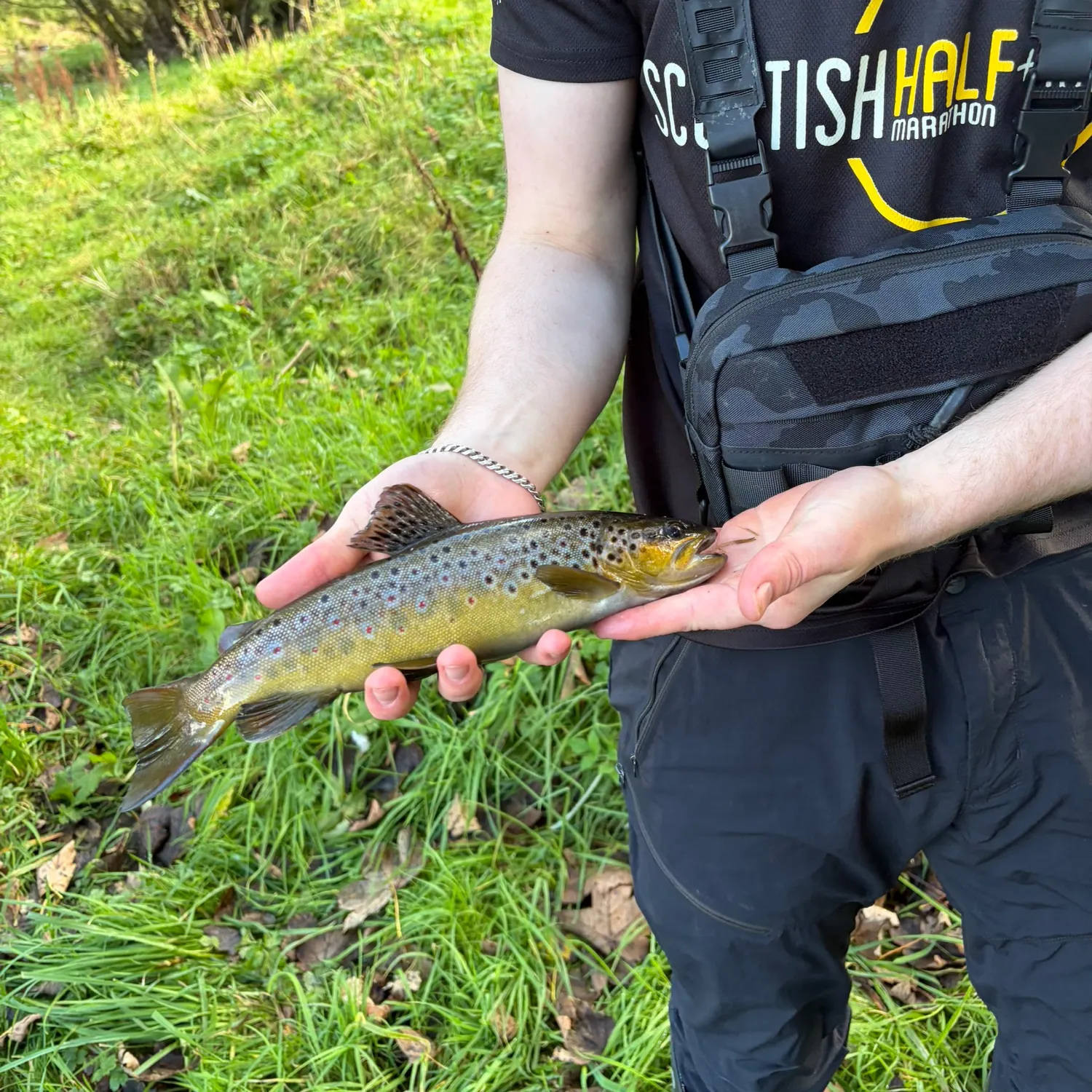 Brown trout caught on Fishbrain