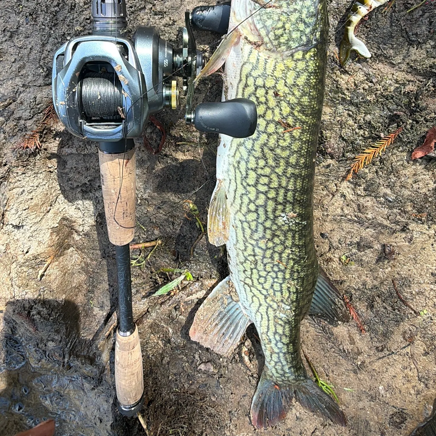 Chain pickerel caught on Fishbrain