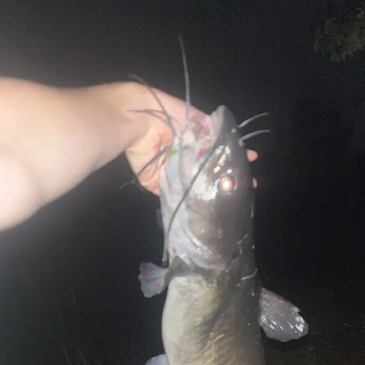 Channel catfish caught on Fishbrain