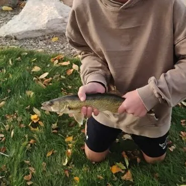 Walleye caught on Fishbrain